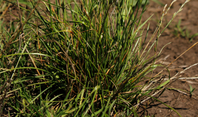 Sumitomo Chemical plantea una estrategia efectiva ante rye grass y crucíferas Sumitomo Chemical plantea una estrategia efectiva ante rye grass y crucíferas