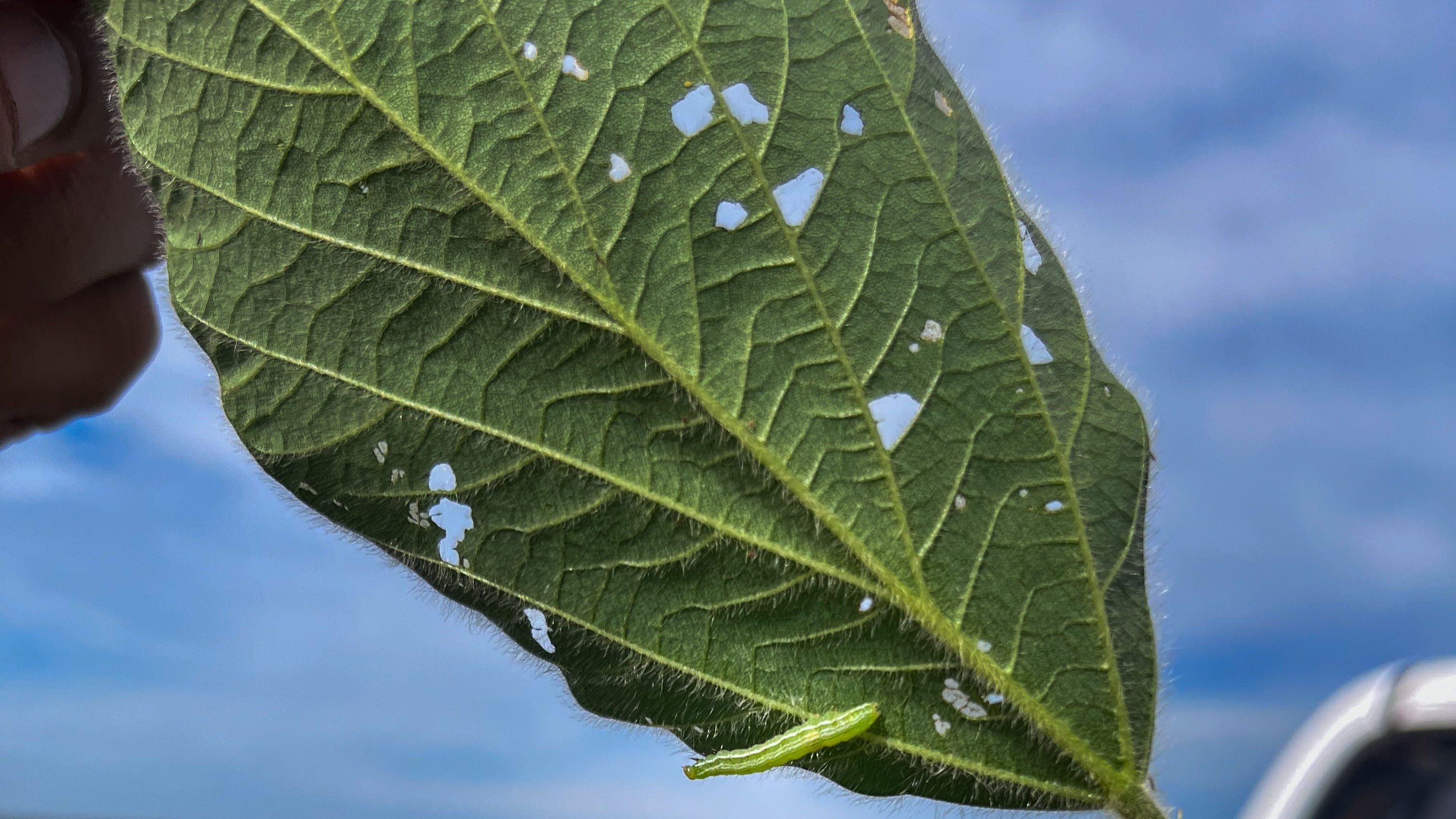 Con plagas que crecen y se hacen resistentes, una nueva molécula insecticida llega al mercado argentino Con plagas que crecen y se hacen resistentes, una nueva molécula insecticida llega al mercado argentino