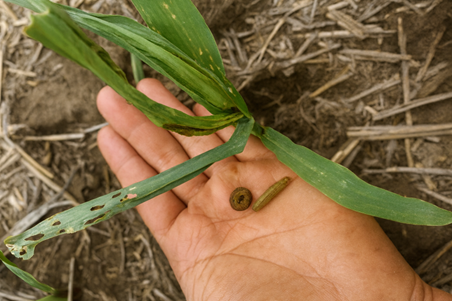 Innovación en insecticidas: nuevo modo de acción para el manejo de lepidópteros en maíz y soja Innovación en insecticidas: nuevo modo de acción para el manejo de lepidópteros en maíz y soja