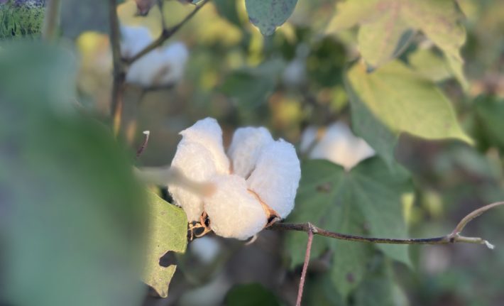 Defoliación en algodón: una práctica clave para mejorar la calidad de la fibra y la eficiencia de cosecha Defoliación en algodón: una práctica clave para mejorar la calidad de la fibra y la eficiencia de cosecha